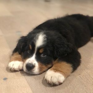 Meet your Posher, Kristine